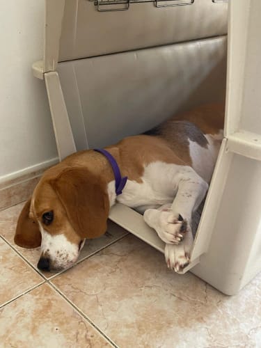 Calm dog resting while wearing the purple Pawlax collar