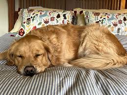 Golden Retriever sleeping peacefully on a bed