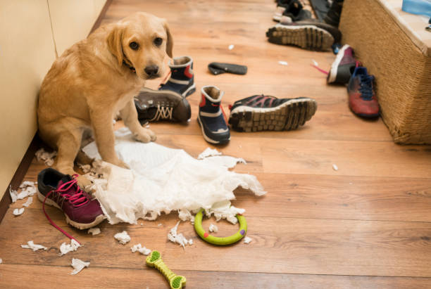 Dog surrounded by destroyed shoes and torn paper at home